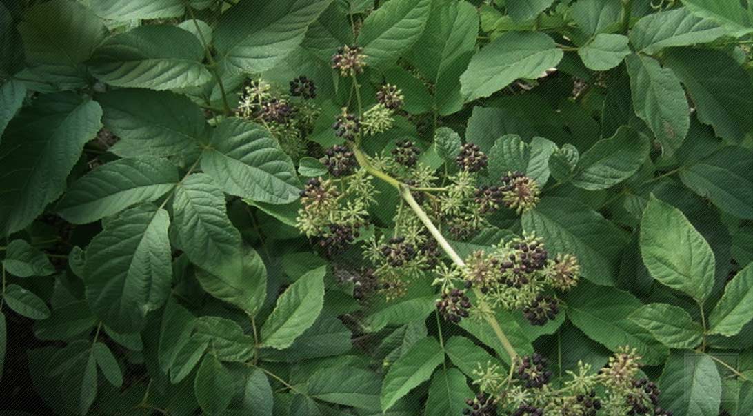 monterey-bay-spice-co-spikenard