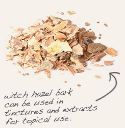 [ tip: Infuse goldenrod and witch hazel bark in alcohol to produce topical sprays and liniments.   ~ from Monterey Bay Herb Company ]