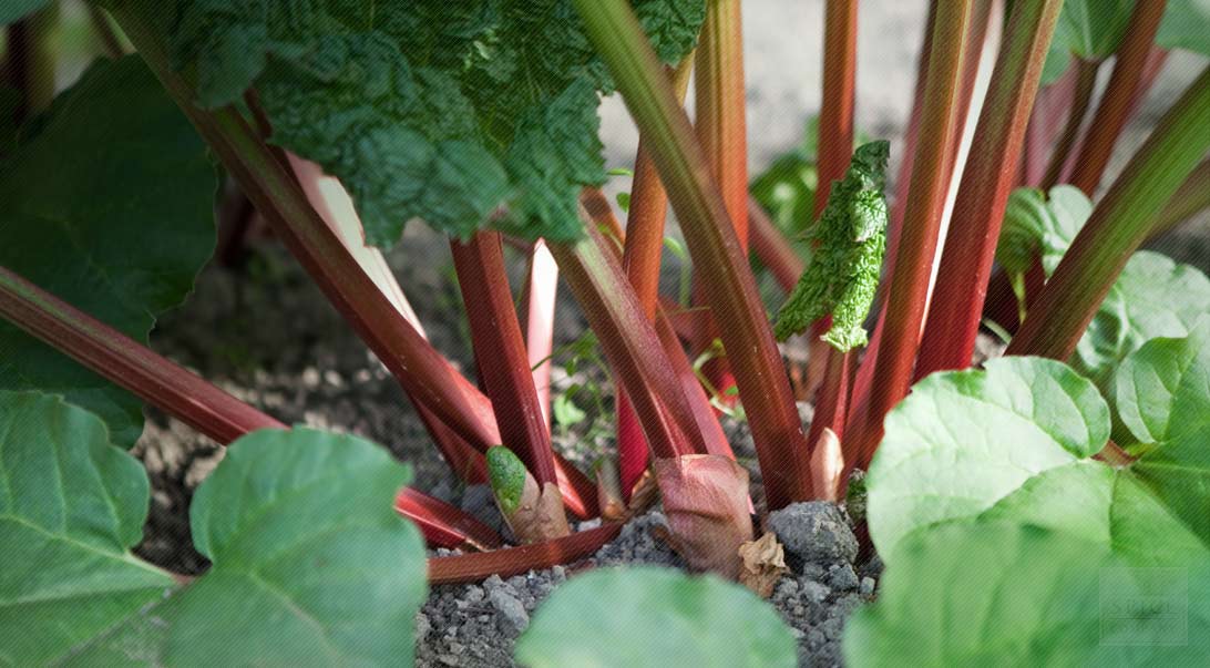 Rhubarb -bare root