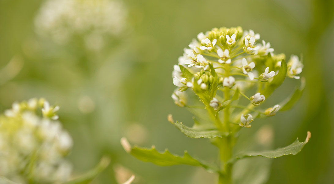 Capsella bursa-pastoris (Shepherd's Purse): Minnesota Wildflowers
