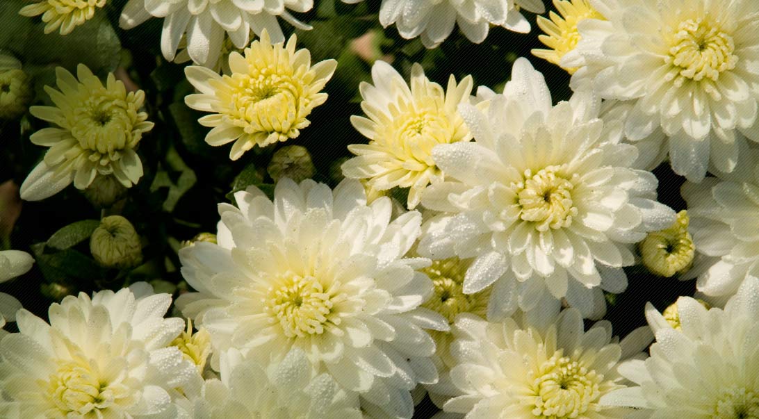 Wholesale Chrysanthemum | Monterey Bay Herb