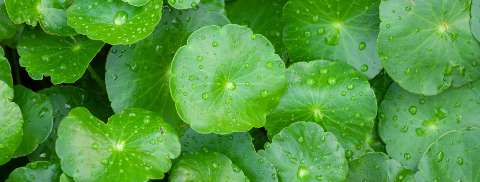 Gotu Kola