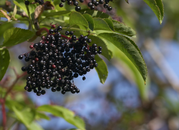 Elderberry