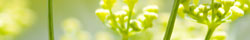 Dill weed