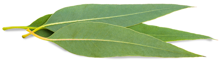 eucalyptus