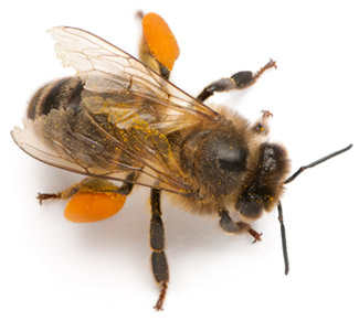bee top