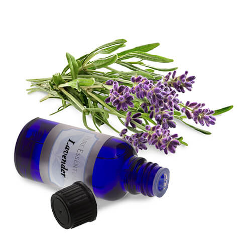 buy bulk lavender essential oil