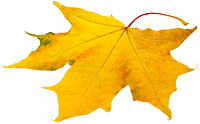 leaf